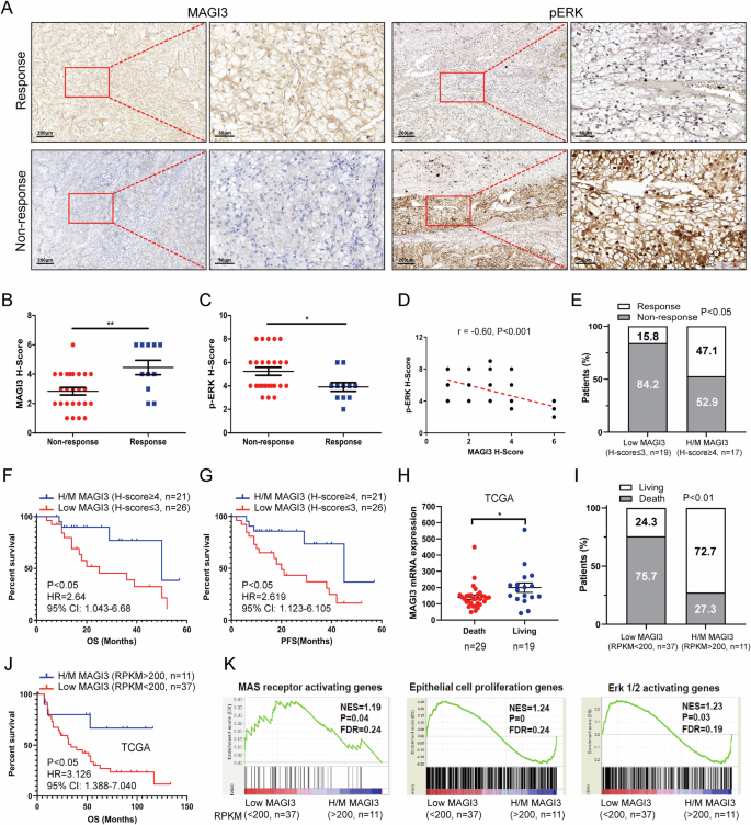 Fig. 8: High MAIG3 levels associated with increased sensitivity to Sunitinib, and the reduction of ERK signaling in ccRCC specimens.