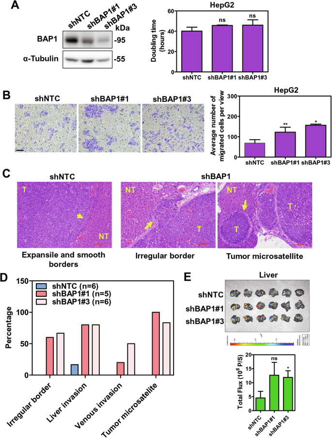 Fig. 3: Knockdown of BAP1 promoted migratory ability but had no effect on cell proliferation in HepG2 cells.