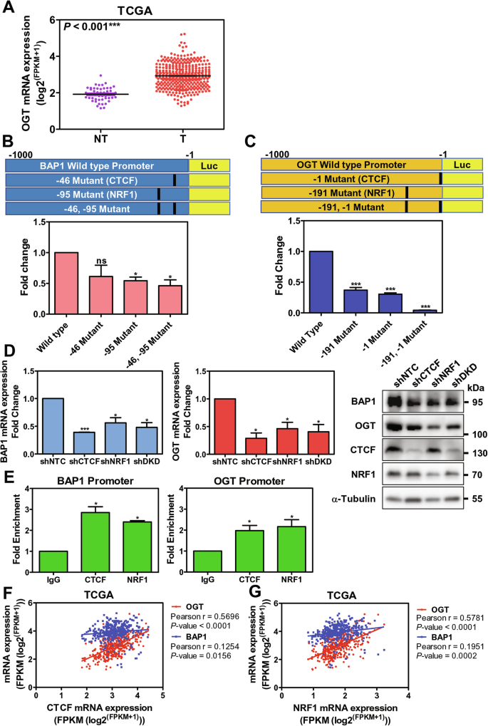 Fig. 6: CTCF and NRF1 were transcriptional regulators of BAP1 and OGT in human HCCs.