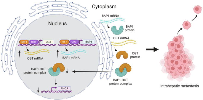 Fig. 7: Summary of the study.