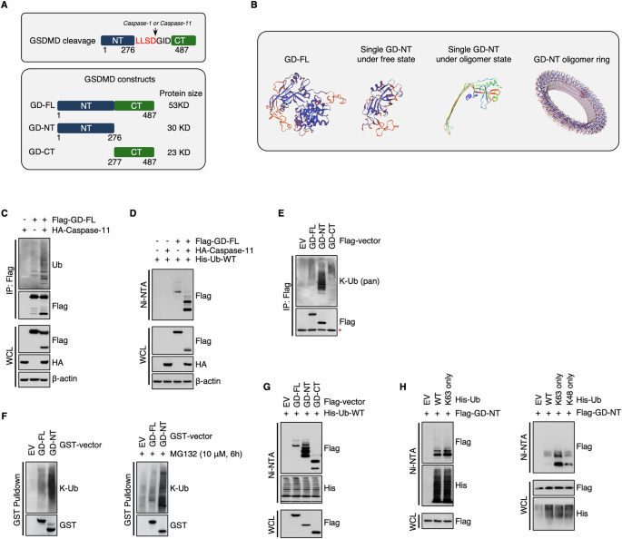 Ubiquitination of gasdermin D N-terminal domain directs its membrane translocation and pore formation during pyroptosis