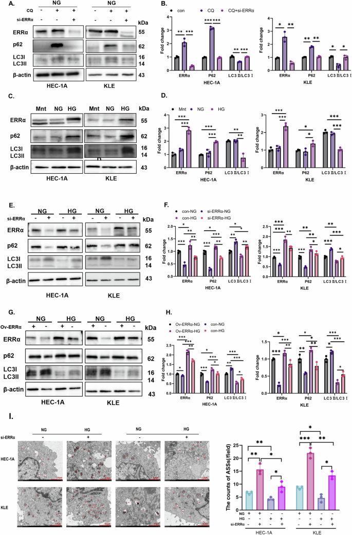 Fig. 2: High-glucose induced ERRα increase to inhibited autophagy pathway.
