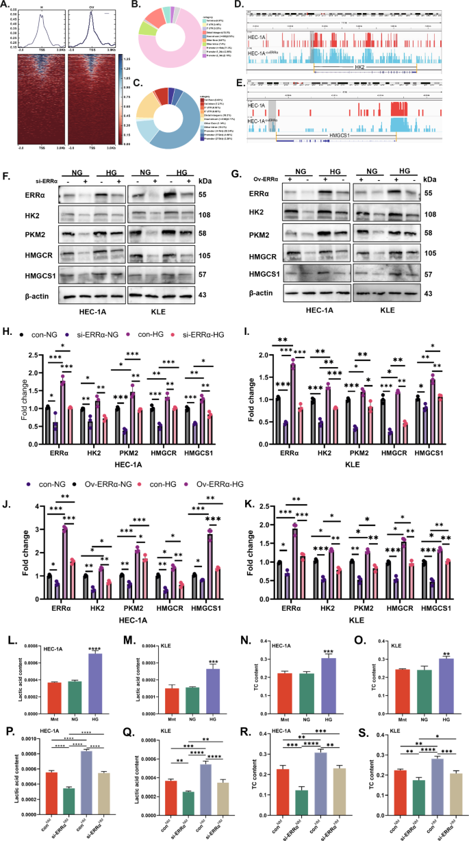 Fig. 3: After stimulation by high glucose, the role of ERRα in regulating glucose and cholesterol metabolism.