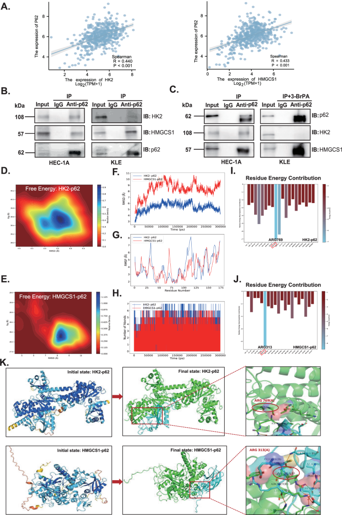Fig. 4: PPI between HK2 or HMGCS1 and p62 protein and their molecular dynamics simulation analysis.