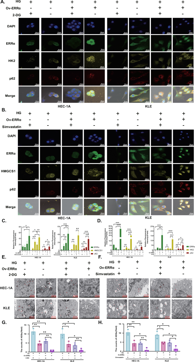 Fig. 5: ERRα regulates glucose and cholesterol metabolism to suppress the autophagy–lysosomal pathway.