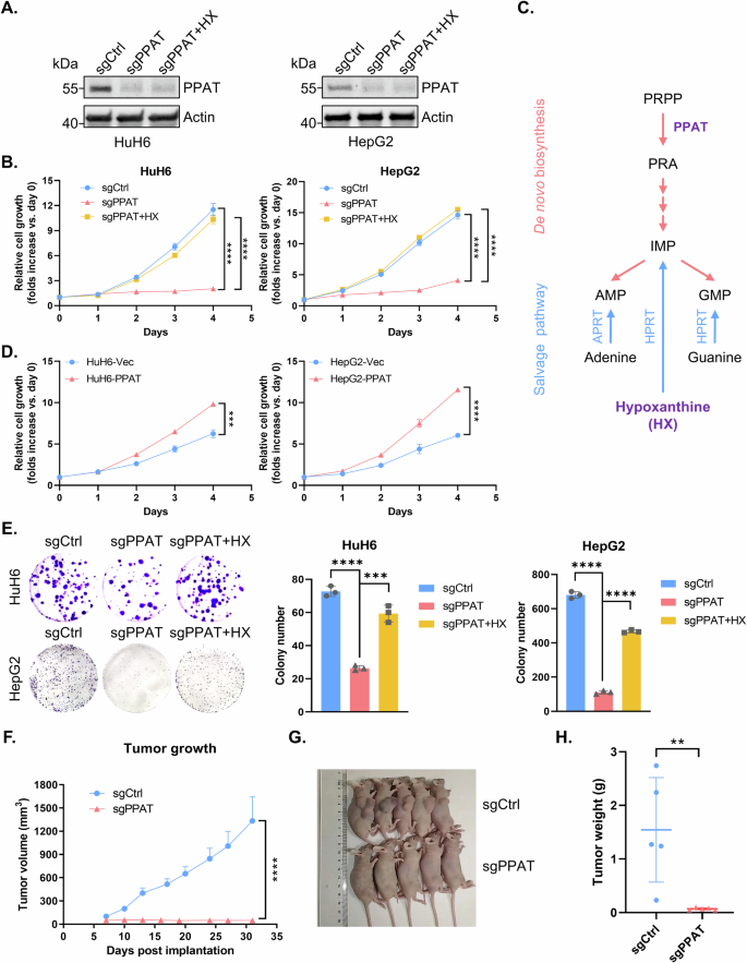 Fig. 2: PPAT, the rate-limiting de novo purine biosynthesis enzyme, is essential for HB cell proliferation.