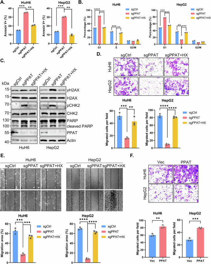Fig. 3: PPAT knockout leads to HB cell cycle arrest, apoptosis and impairment of migration capability.