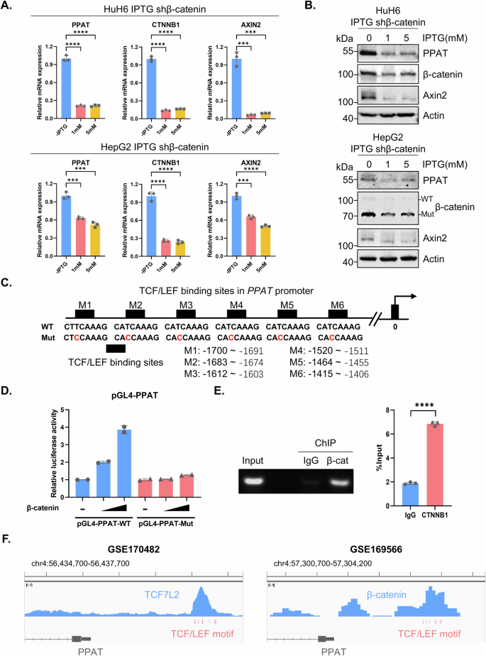 Fig. 5: β-catenin transcriptionally activates PPAT expression.