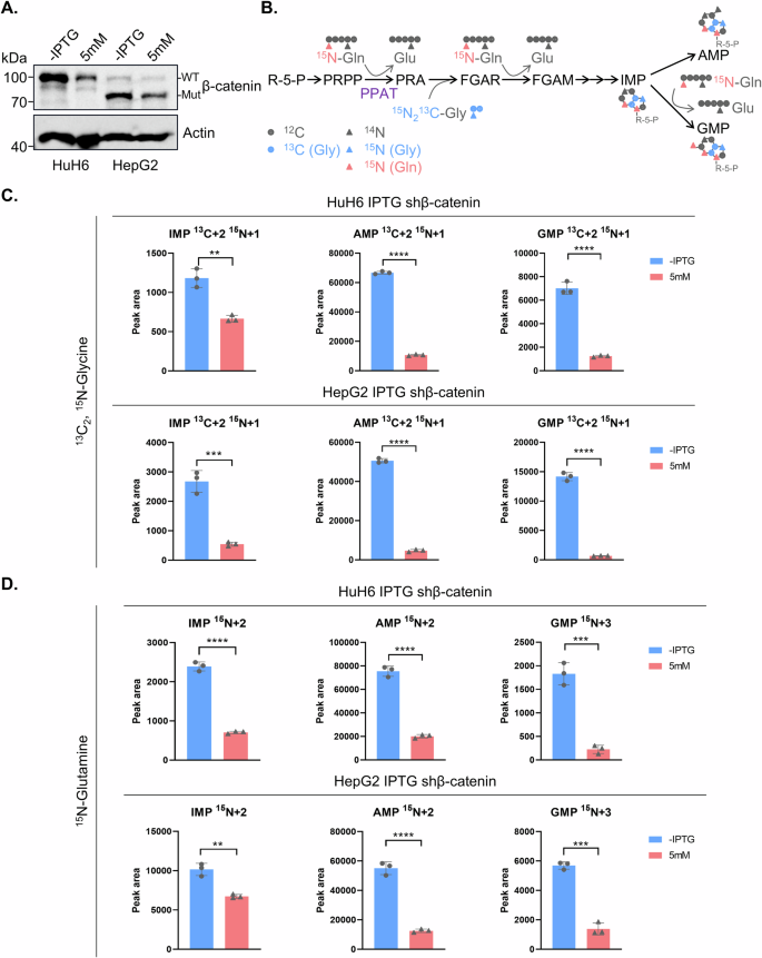 Fig. 6: Wnt/β-catenin signaling pathway regulates de novo purine biosynthesis activity.