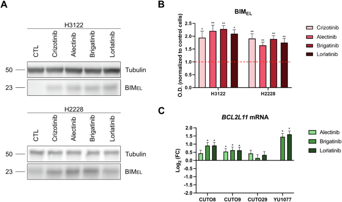 Fig. 2: Rapid increase in BIM expression in ALK-positive NSCLC cell lines and patient-derived tumor cells in response to ALK inhibitors.