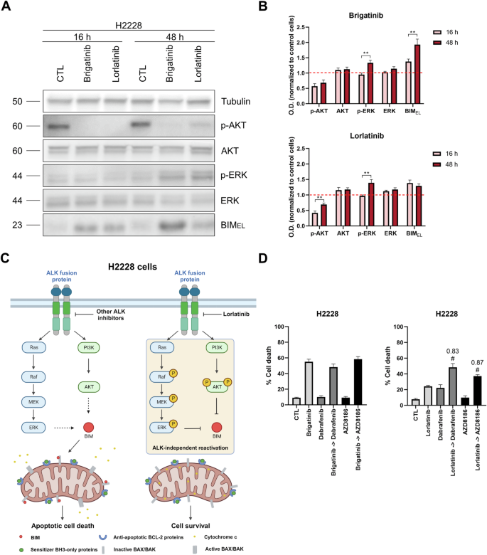 Fig. 5: Lorlatinib resistance in the H2228 cell line and use of MAPK and PI3K/AKT pathway inhibitors to overcome it.