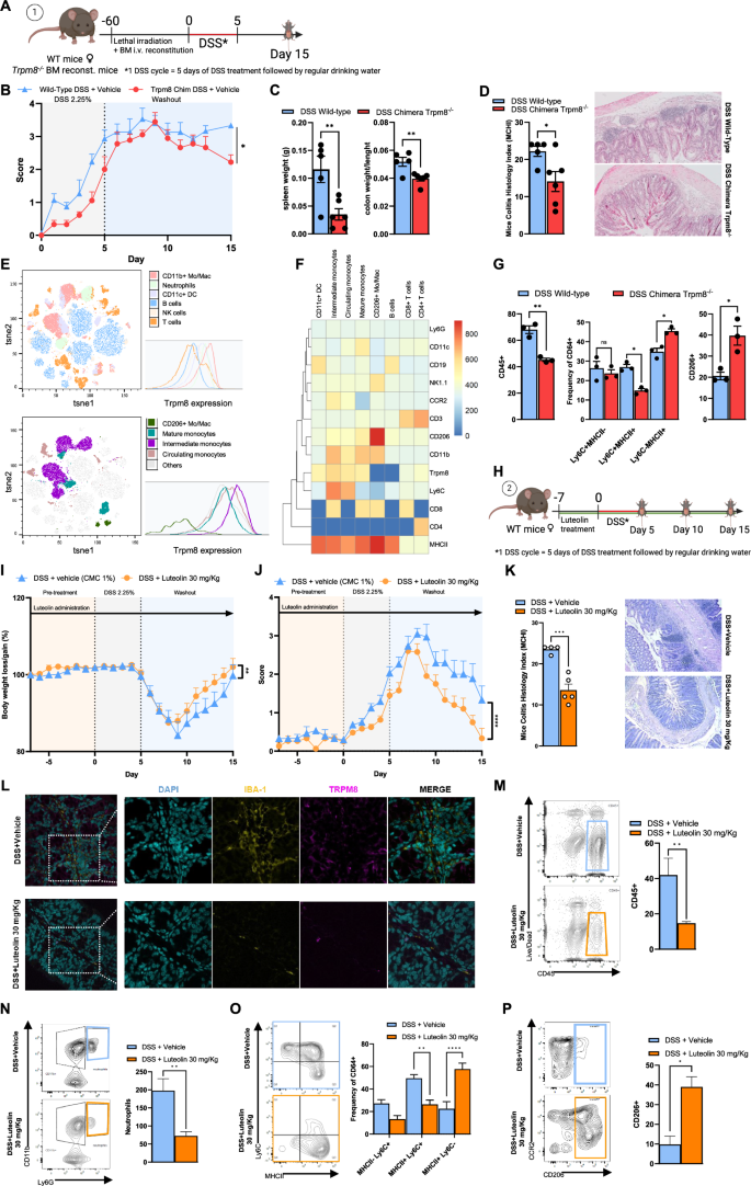 Fig. 6: Blocking TRPM8 in mice ameliorates DSS-induced colitis.