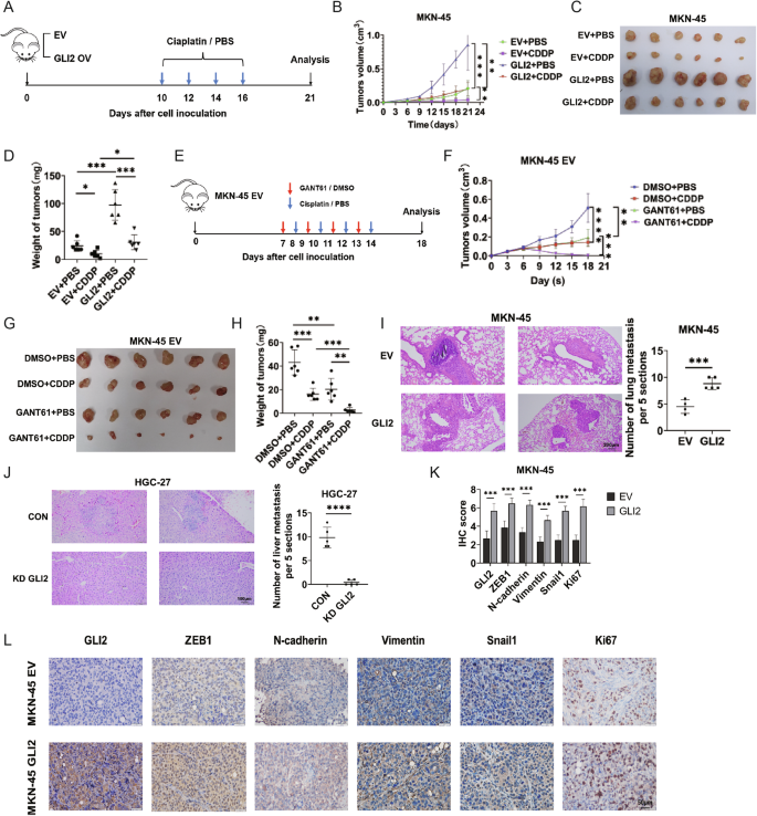 Fig. 3: GLI2 inhibits CDDP sensitivity in vivo.