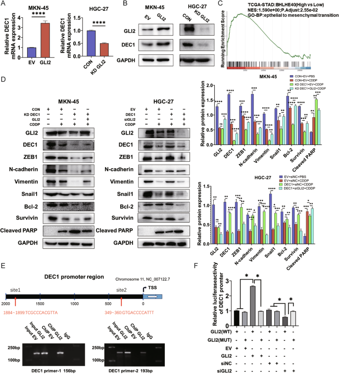 Fig. 4: GLI2 activates the transcription of DEC1 in GC.