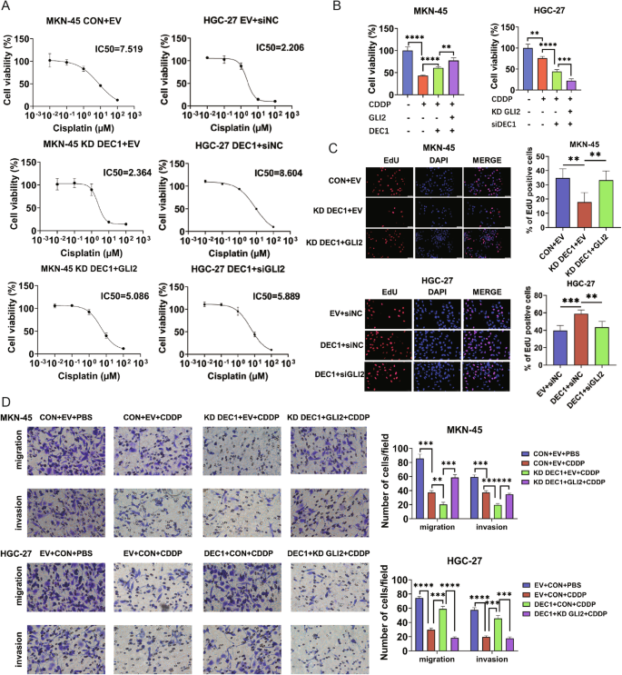 Fig. 5: DEC1 is essential for GLI2-mediated CDDP resistance.