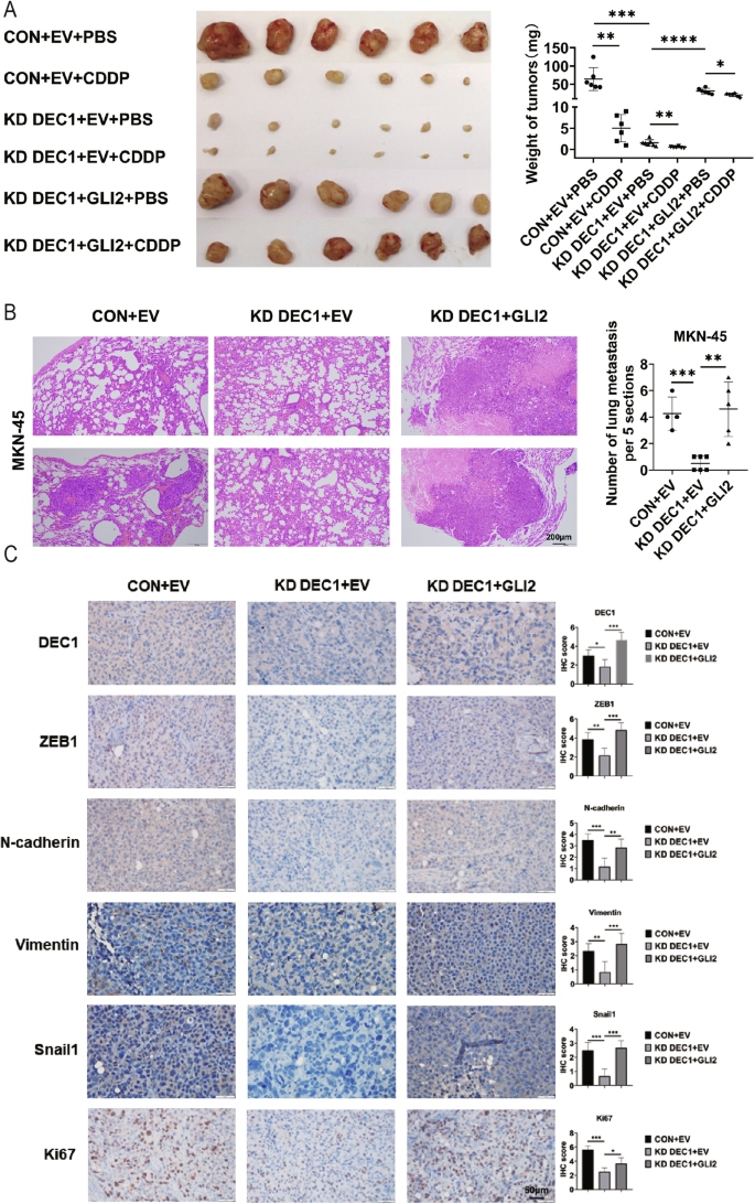 Fig. 6: GLI2 and DEC1 co-regulate tumor growth, metastasis, and CDDP sensitively in vivo.