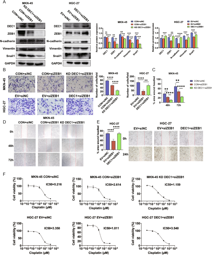 Fig. 7: DEC1 promotes EMT and CDDP resistance by targeting ZEB1.