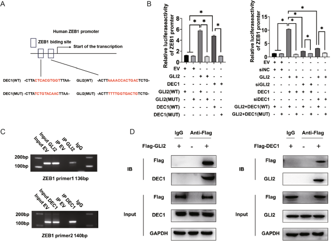 Fig. 8: GLI2 and DEC1 form a protein complex that can cooperatively activate ZEB1 expression.