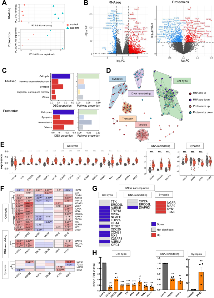 Fig. 4: DDI199 treatment deregulates cell cycle and neurotransmission pathways in GSCs.