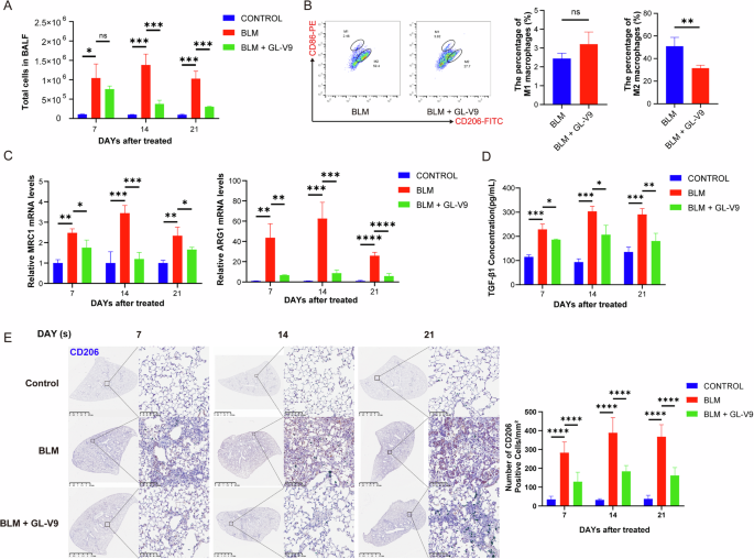 Fig. 2: GL-V9 alleviates lung inflammation and inhibits M2 macrophage polarization in mice with bleomycin-induced pulmonary fibrosis.