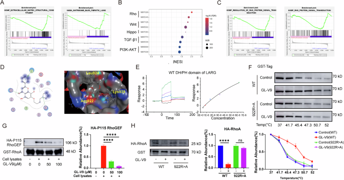 Fig. 3: GL-V9 inhibits the binding of RhoGEF to RhoA.
