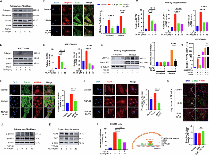 Fig. 5: GL-V9 inhibits the reorganization of the actin cytoskeleton and affects the activity of MRTF and YAP.