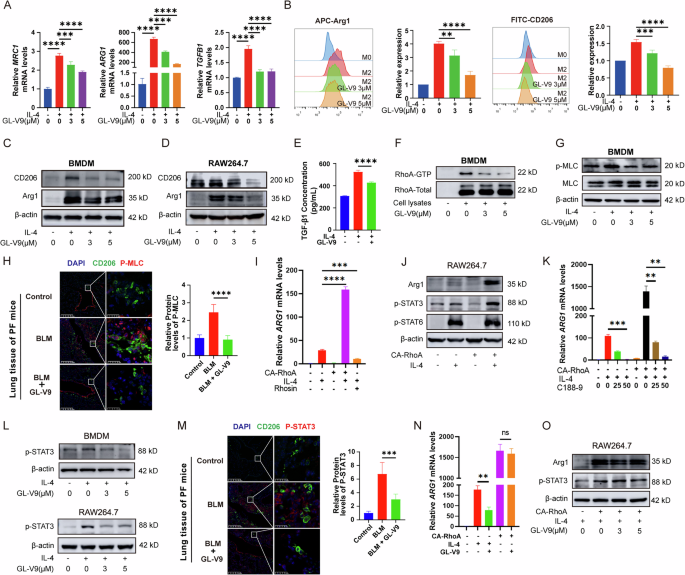 Fig. 7: GL-V9 inhibits M2 polarization of macrophages by suppressing the RhoA-STAT3 signaling pathway.
