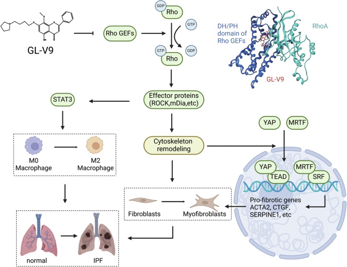Fig. 8: A proposed schematic diagram for Rho GEFs inhibitor GL-V9 in alleviation of pulmonary fibrosis through the dual modulations of myofibroblast activation and profibrotic macrophage polarization.