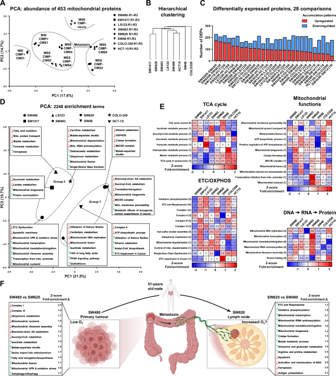 Fig. 2: Proteomics and functional enrichment analysis of CRC mitochondria.