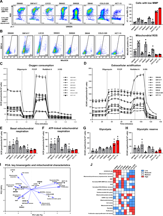 Fig. 3: Functional mitochondrial characterization and bioenergetic profiling of CRC cell lines.