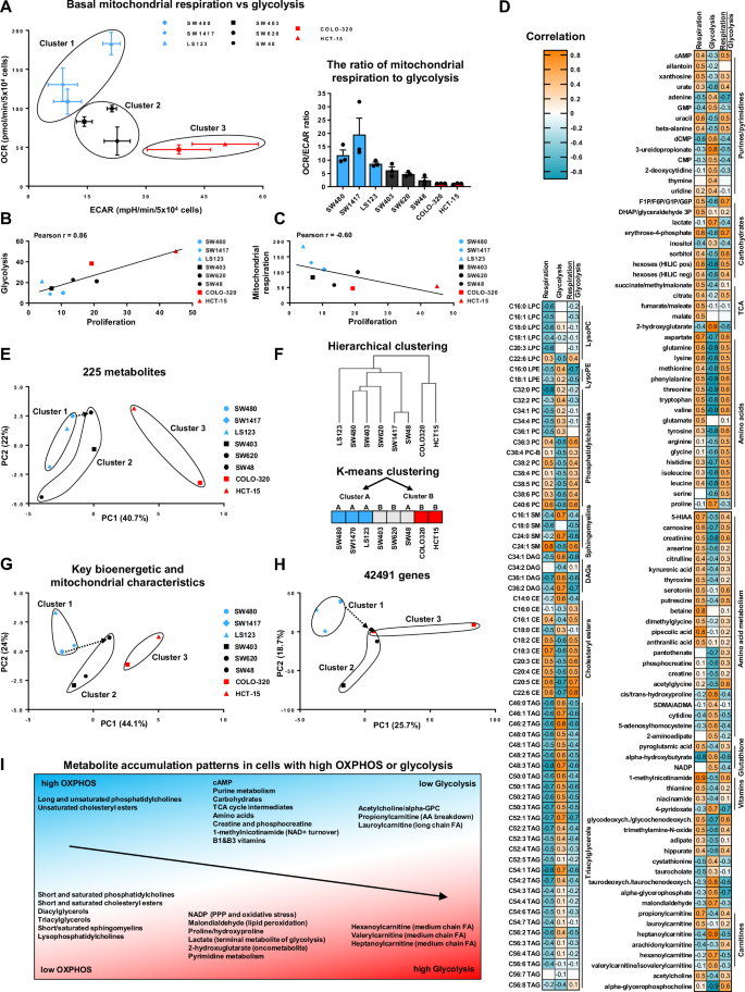 Fig. 4: Interconnectivity of bioenergetic phenotypes and metabolite profiles in CRC.