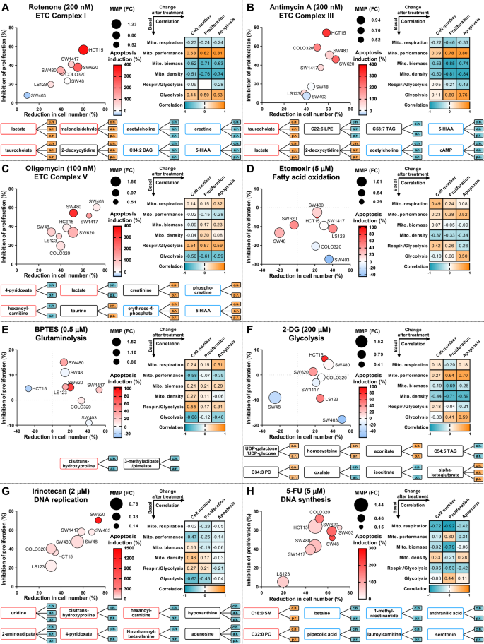 Fig. 5: Correlating drug efficacy with bioenergetics, mitochondrial parameters and metabolite levels in CRC cells.