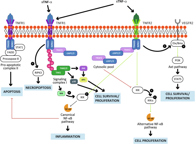 Inflammation and cancer cell survival: TRAF2 as a key player | Cell ...