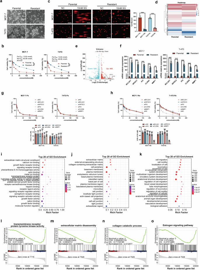 Fig. 1: MMP1 as an ECM-related gene associated with SG resistance in BC cells.