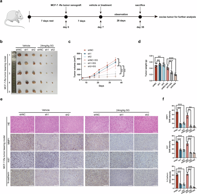 Fig. 7: MMP1 inhibition enhances SG sensitivity in SG-resistant BC cells in vivo.