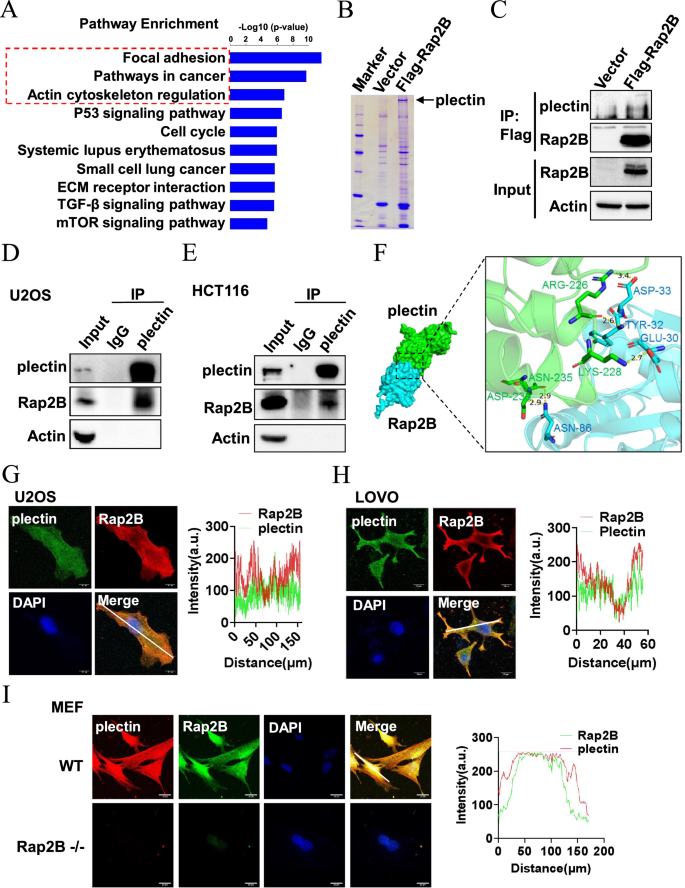 Fig. 4: Rap2B interacts with plectin.