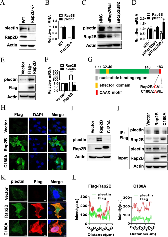 Fig. 5: Rap2B upregulates plectin through CAAX motif.
