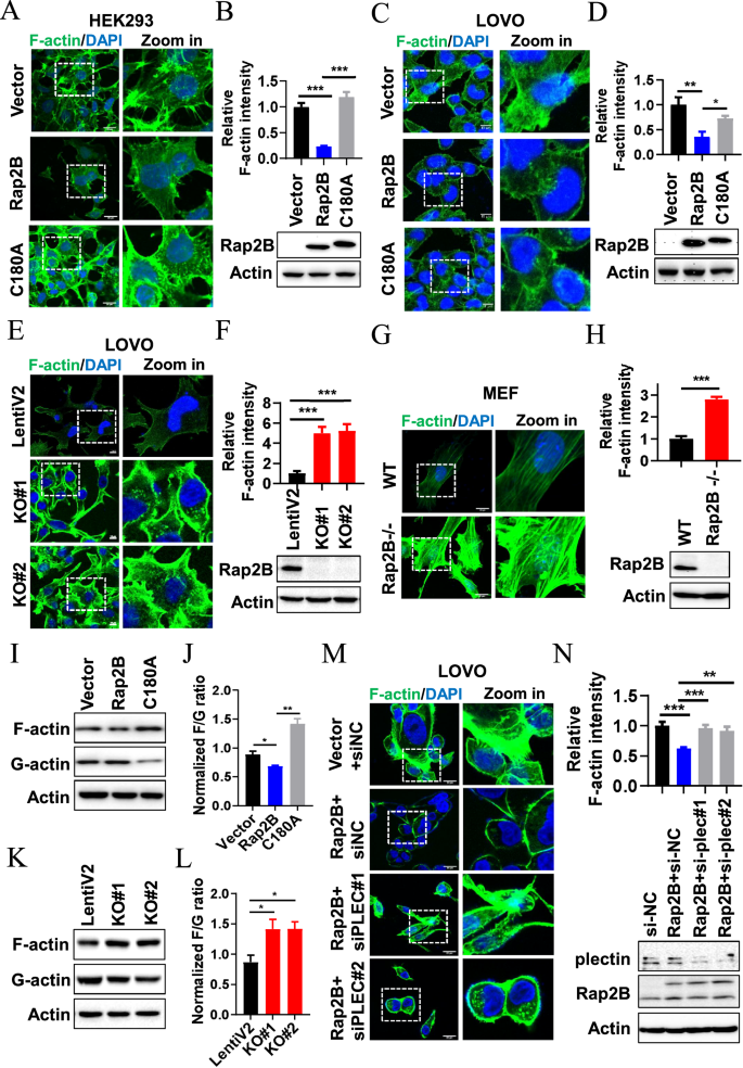 Fig. 6: Rap2B inhibits the polymerization of F-actin through plectin.