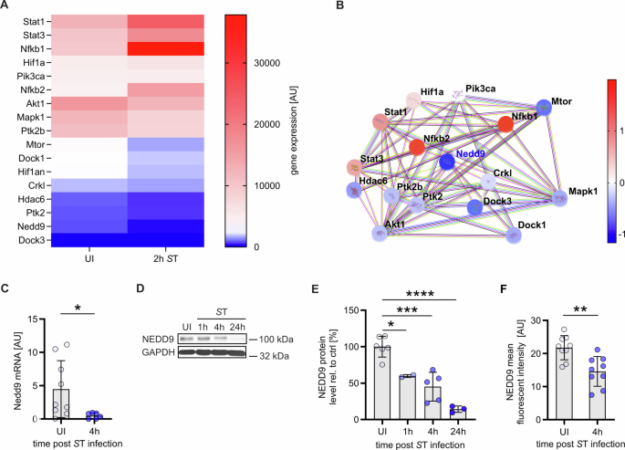 Fig. 1: Bacterial infection of murine macrophages leads to transcriptional and post-transcriptional downregulation of NEDD9.