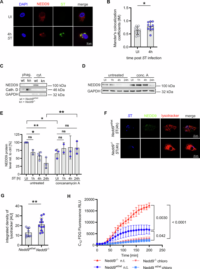 Fig. 2: NEDD9 translocates to the phagolysosomal complex and inhibits lysosomal degradation in ST infected macrophages.