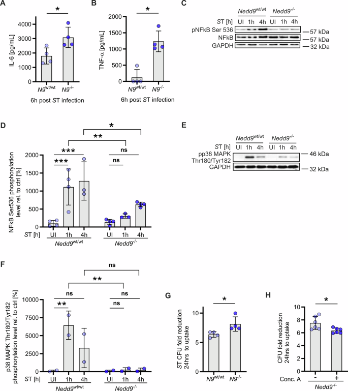 Fig. 3: Nedd9 depletion enhances the pro-inflammatory response of bacteria-infected macrophages and improves their bacterial clearance ex vivo.