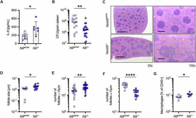 Fig. 4: Nedd9 knockout boosts inflammatory response in ST infection and facilitates bacterial clearance in vivo.
