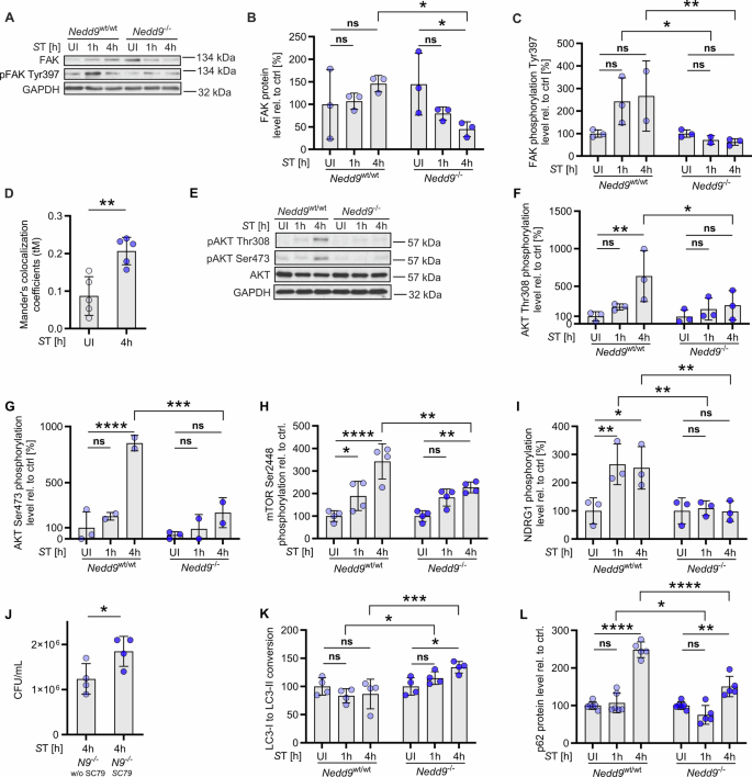 Fig. 5: NEDD9 promotes ST-mediated FAK-AKT activation and helps ST evade lysosomal degradation.