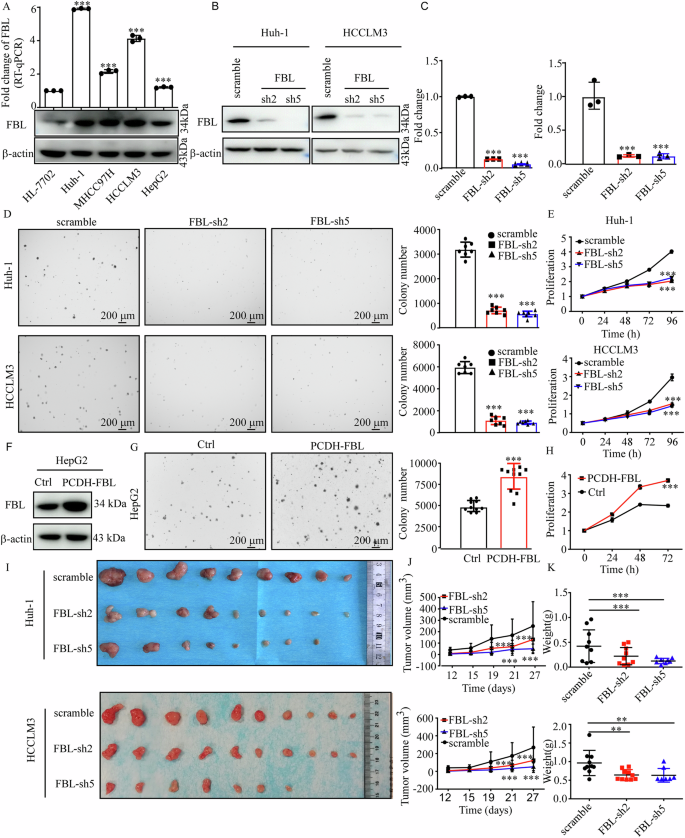 Fig. 2: FBL promotes HCC cell growth in vitro and in vivo.