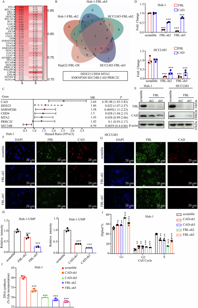 Fig. 3: FBL regulates CAD transcription in HCC.