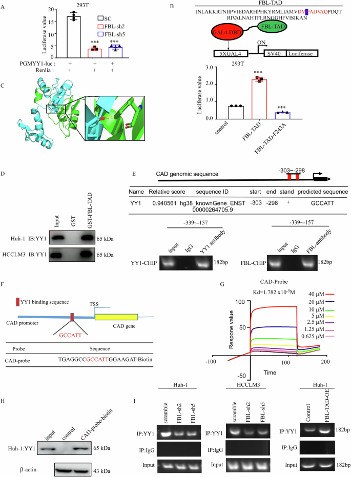 Fig. 5: The FBL-TAD domain binds with YY1 to regulate CAD expression.