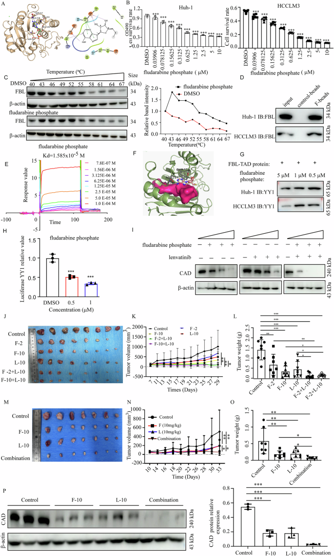 Fig. 7: Fludarabine phosphate binds with FBL and inhibits HCC progression in vitro and in vivo.