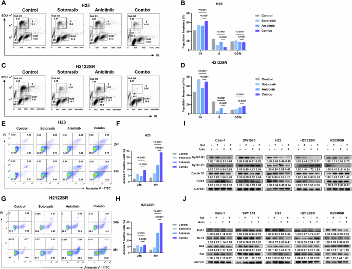 Fig. 2: Anlotinib combined with KRAS-G12Ci induces cell cycle arrest and apoptosis in primary and acquired resistant cells.