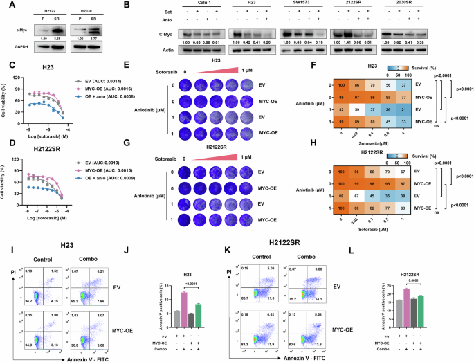 Fig. 4: The sensitization effect of anlotinib on resistant cells is mediated through inhibition of c-Myc.