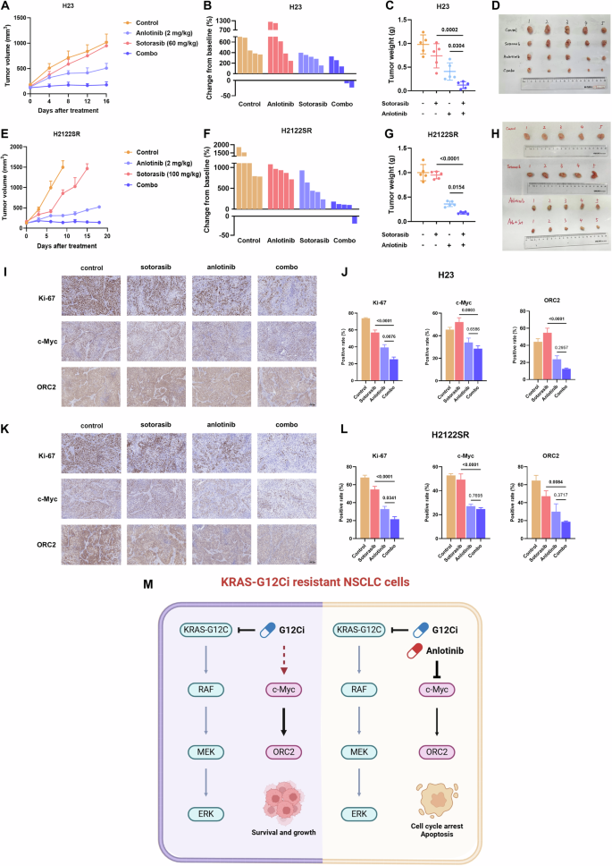 Fig. 6: Anlotinib combined with KRAS-G12Ci exerts potent tumor suppression in resistant settings in vivo.